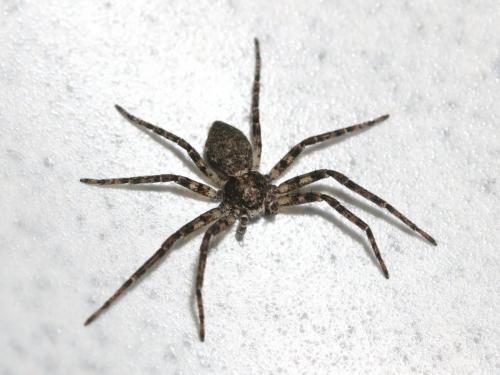 Philodromus sp.