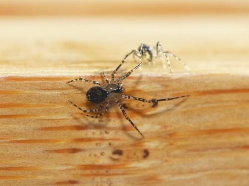 Réf. 176 195 : Platnickina tincta