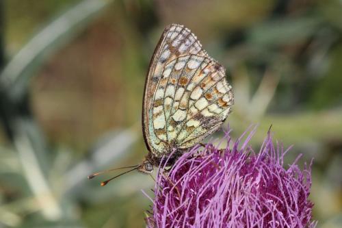 Argynnis niobe