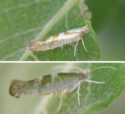 Argyresthia pygmaeella