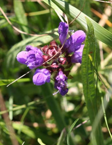 Réf. 176 644 : Ceratina cyanea