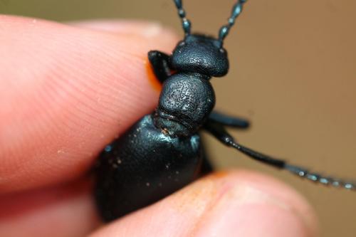 Meloe violaceus
