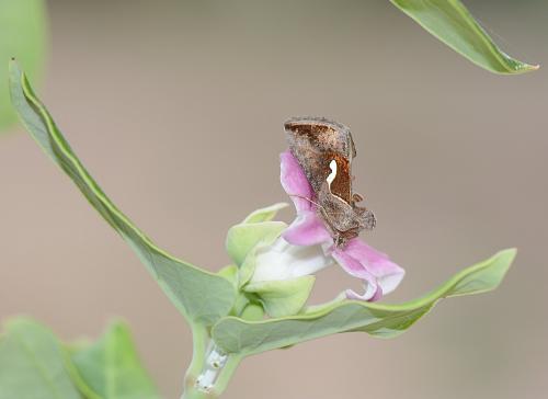 Macdunnoughia confusa
