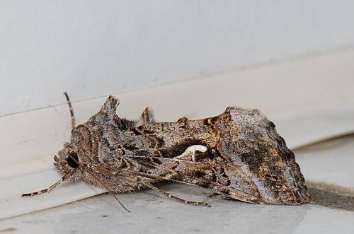 Réf. 176 758 : Autographa gamma