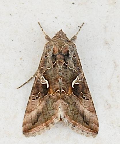 Réf. 176 757 : Autographa gamma