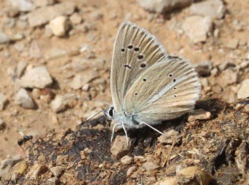 Polyommatus damon