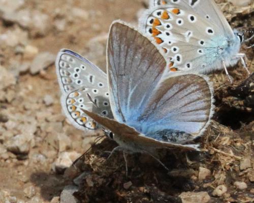 Polyommatus damon