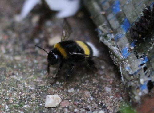 Bombus sp.