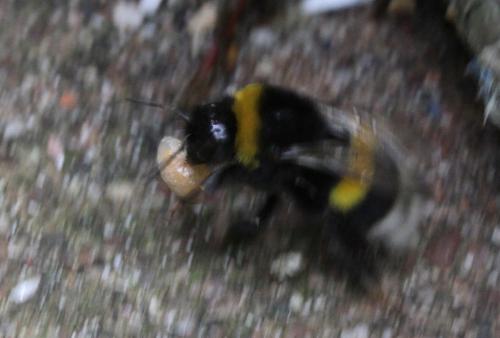 Bombus sp.