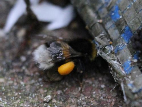 Réf. 176 260 : Bombus sp.