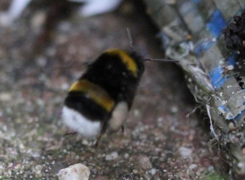Bombus sp.