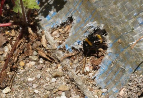 Réf. 176 262 : Bombus sp.