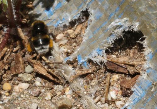Bombus sp.