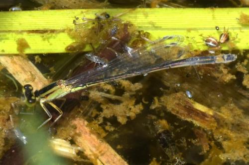 Ischnura elegans