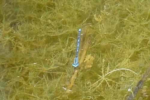Erythromma lindenii