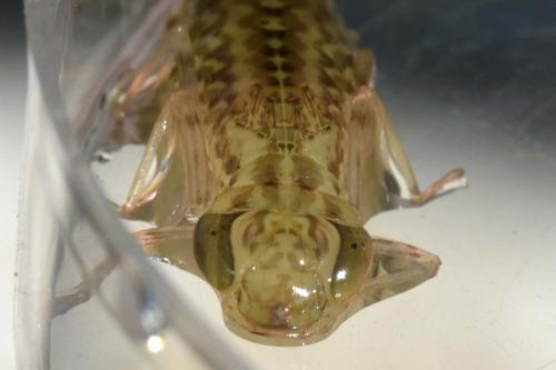 Anax imperator