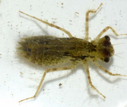 Réf. 176 549 : Sympetrum sp.