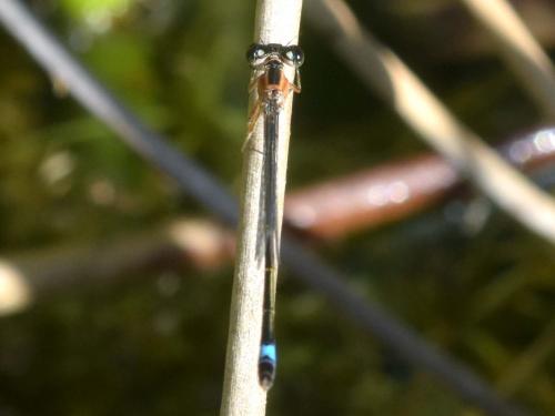 Ischnura elegans