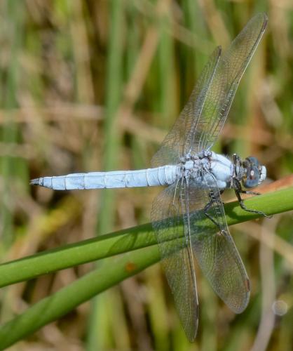 Réf. 176 521 : Orthetrum brunneum