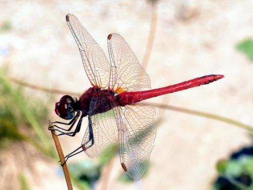 Réf. 176 591 : Sympetrum fonscolombii
