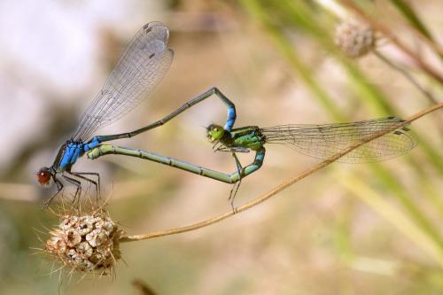 Erythromma viridulum