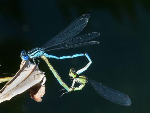 Erythromma lindenii