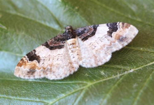 Réf. 176 586 : Catarhoe cuculata