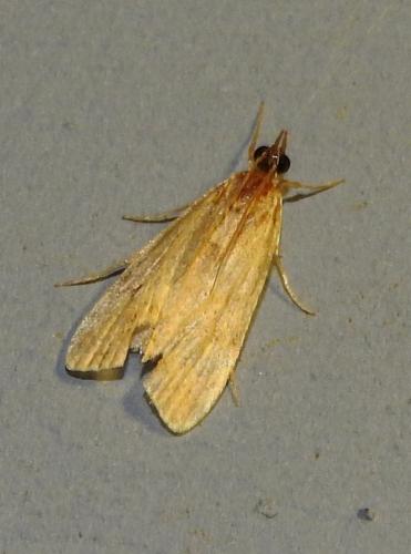 Réf. 176 267 : Scopariinae inconnu