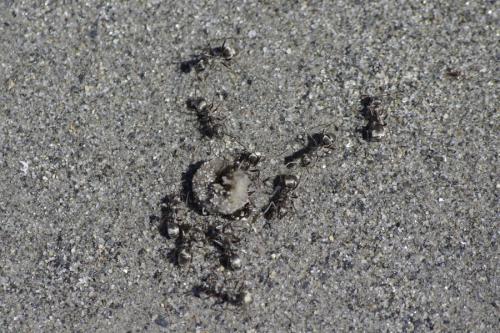 Formica sp.