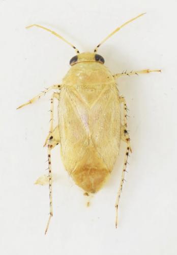 Campylomma annulicorne