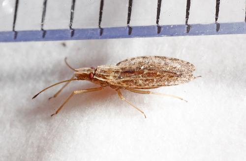 Cantacader quadricornis