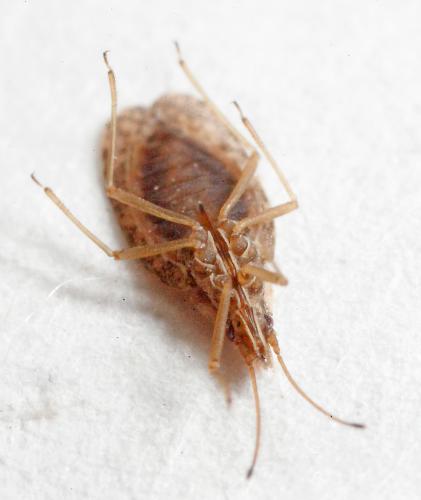 Réf. 176 365 : Cantacader quadricornis
