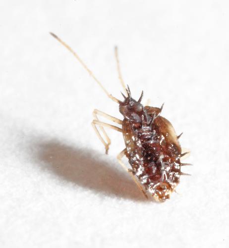 Cantacader quadricornis