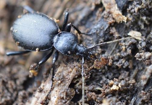 Cychrus caraboides