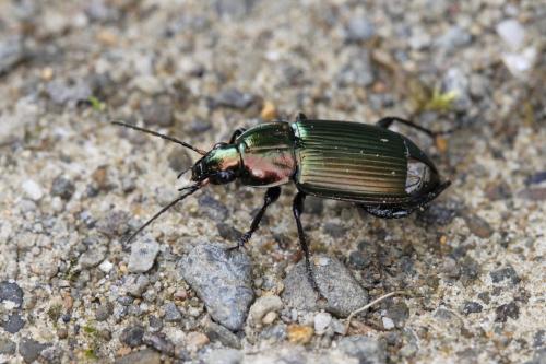 Poecilus cupreus