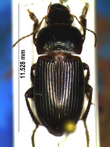 Réf. 176 830 : Harpalus dimidiatus