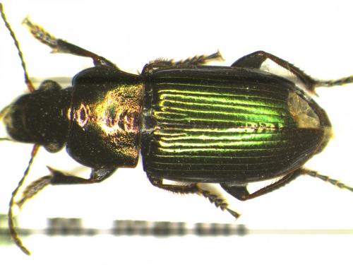 Réf. 176 676 : Harpalus distinguendus