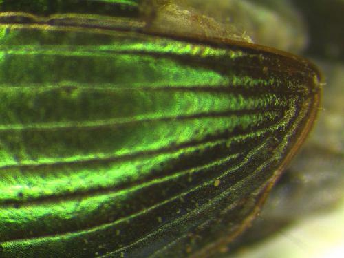 Réf. 176 677 : Harpalus distinguendus