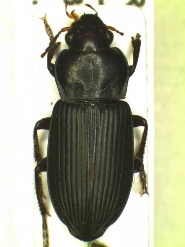 Anisodactylus binotatus