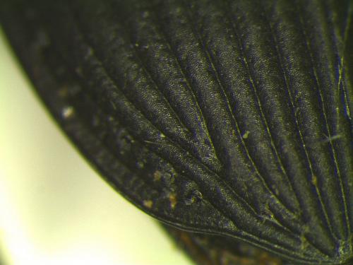 Anisodactylus binotatus