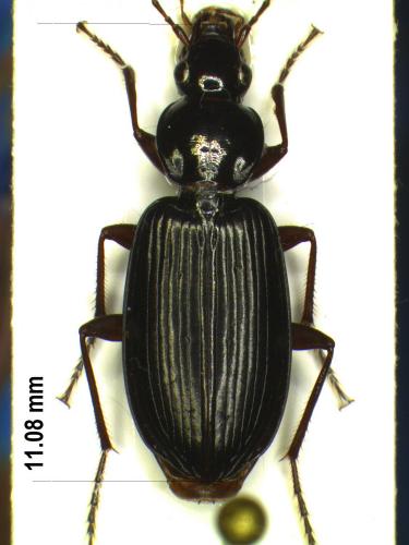 Platynus livens