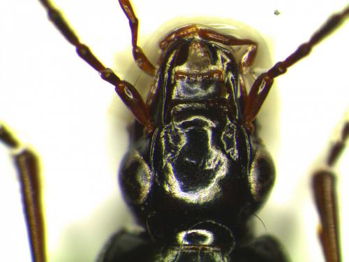 Platynus livens