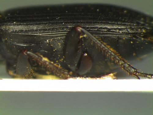 Anisodactylus binotatus