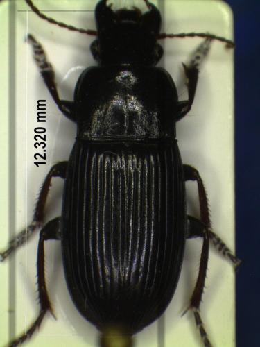 Harpalus atratus