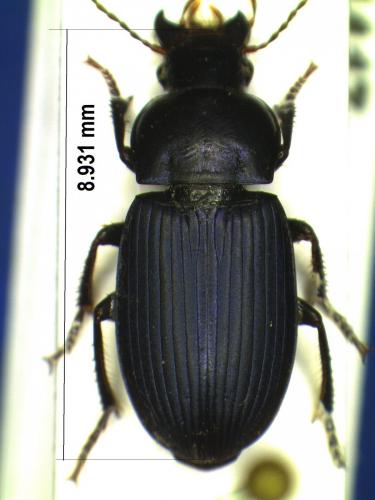 Harpalus honestus