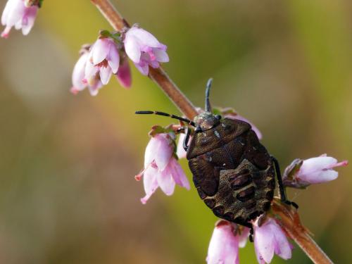 Carpocoris purpureipennis