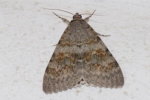 Réf. 176 745 : Catocala elocata