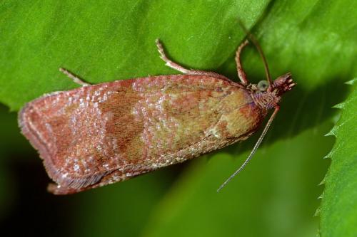 Réf. 176 625 : Celypha striana