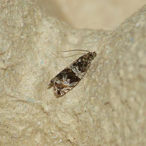 Celypha cespitana