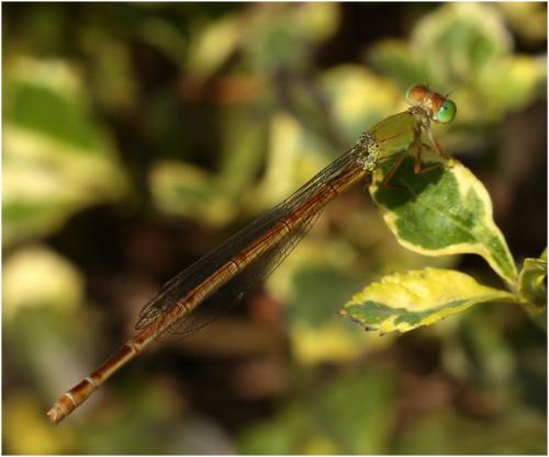 Réf. 176 737 : Ceriagrion coromandelianum